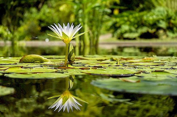 Eine weiße Seerose und grüne Blätter auf einem Teich.