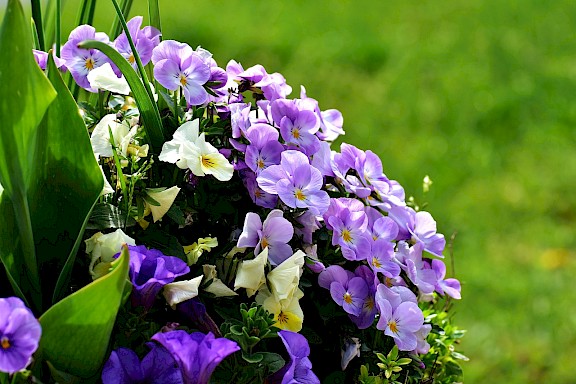 Lila und weiße Blumen in einem Beet mit grünem Hintergrund.