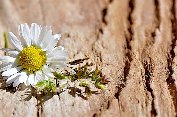 Gänseblümchen auf altem Holzbrett.